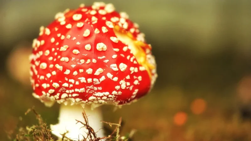 Antygrzybicze preparaty: jak wybrać skuteczne leczenie